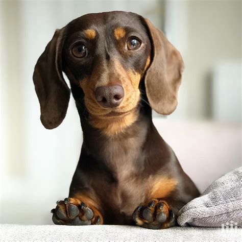 Adult Female Purebred Dachshund In Kampala Dogs And Puppies Dogz