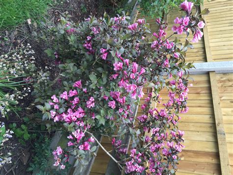 Check spelling or type a new query. Suggestions for clematis through this weigela? — Forum ...