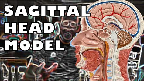 Sagittal Head Model With Subtitles Ohio University Anatomy