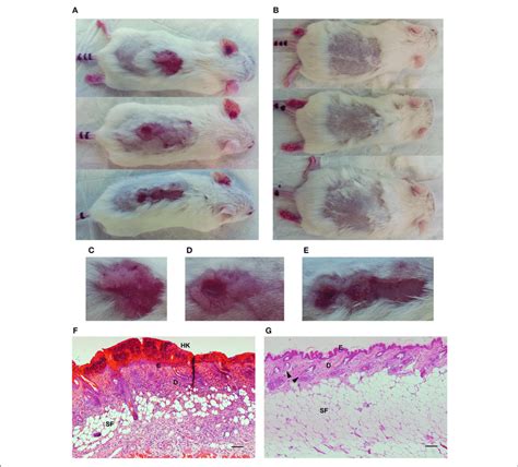Images And Skin Histology Of The Hpv38e6e7 Fvb Mouse Model