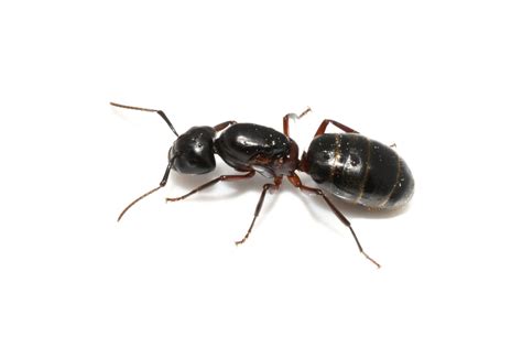 Carpenter Ants Montreal Picture Of Carpenter