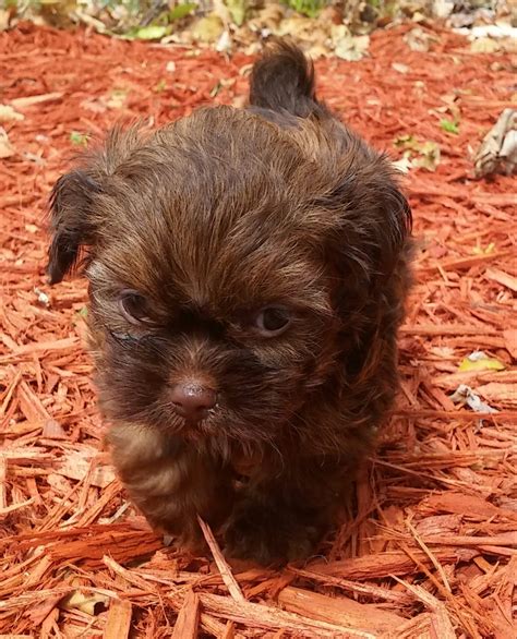 Stop by petland to find your dream puppy today! Shih Tzu Puppies For Sale | Hollywood, FL #186168
