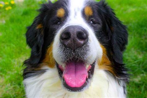 Bernese Mountain Dog Temperament Lifespan Shedding Puppy