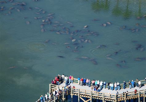 Which of the following are most likely to cause erosion? Good places to see manatees in the wild when it's cold out