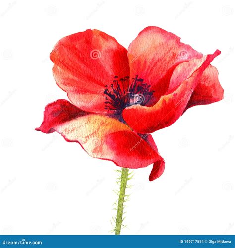 Watercolor Painting Poppy Flower Isolated Flower On White Background