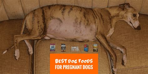 Cornstarch is allergenic to dogs ( 29 ). 6 Best Dog Foods for Pregnant Dogs — Human-Grade, Freeze ...
