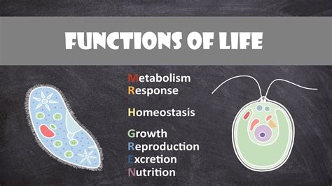 Functions Of Life Cell Biology Youtube