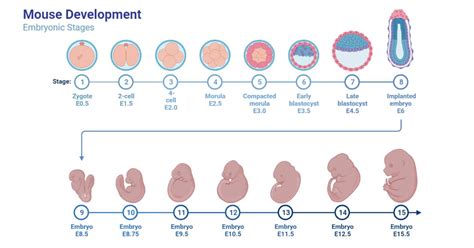 Embryo Definition Plant And Animal Embryo With Process