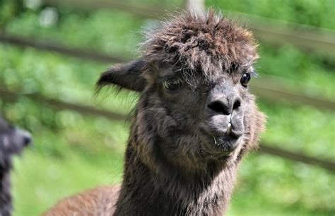 How To Raise Alpacas A Beginners Guide To Owning And Farming
