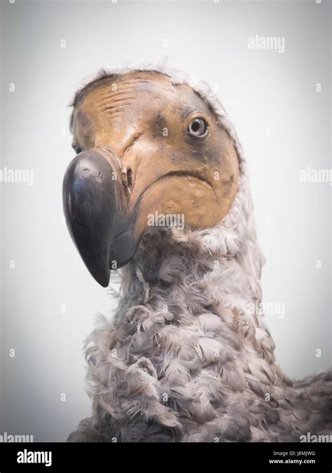 Extinct Dodo Bird Hi Res Stock Photography And Images Alamy