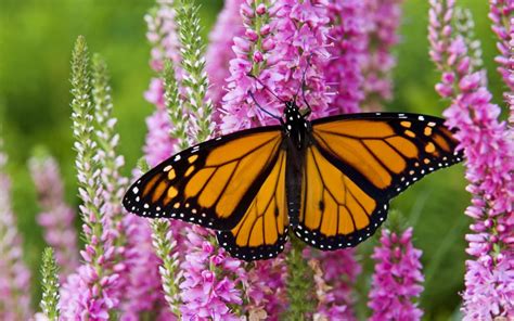 monarch butterfly aesthetic wallpapers wallpaper cave