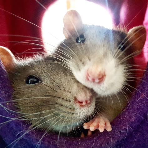 Theyre Just Too Much Aww Cute Rat Cuterats Ratsofpinterest