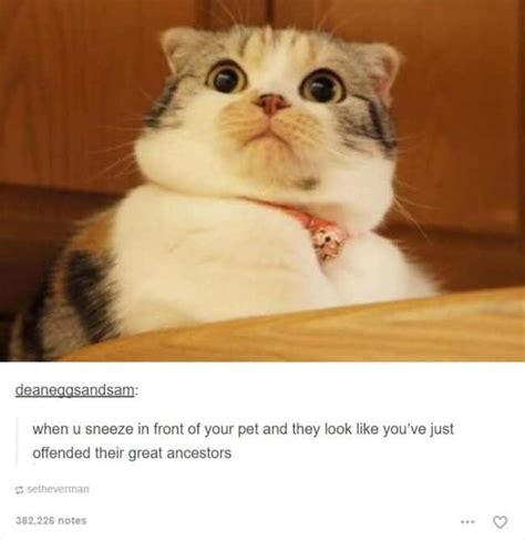 These Hilarious Animal Posts On Tumblr Are Guaranteed To Make You Laugh