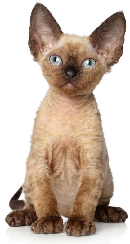 Why Oh Why Cant I Find A Kitty Like This Devon Rex Kittens Devon