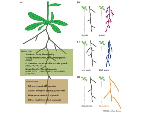 Shaping A Root System Regulating Lateral Versus Primary Root Growth
