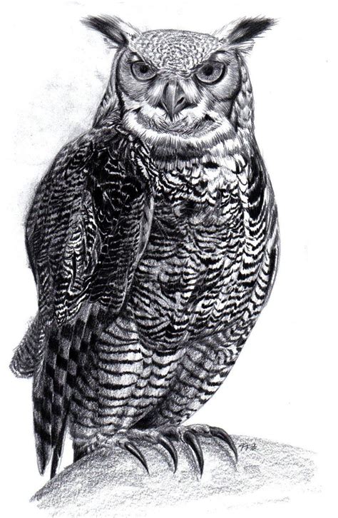 Full Body Great Horned Owl Drawing Wallpaperforiphone6beach