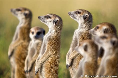 Photos This Photographer Made Friends With Meerkats And Its Even