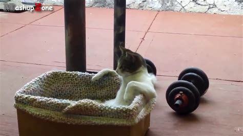 Top 10 Funny Cats Sitting Like Humans Compilation Youtube