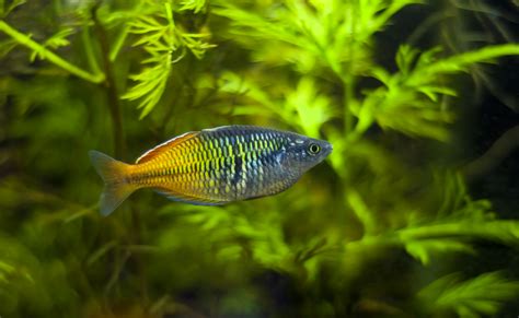 Top 10 Best Freshwater Fish For Your Aquarium Petland Texas