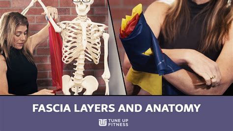 Fascia Layers And Anatomy 101 Youtube