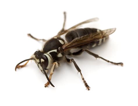 European hornets are about 1.5 inches in length. Wasps vs. Hornets: Rove Pest Control