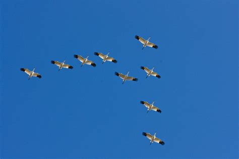 I was watching a flock of pelicans fly this morning and they were doing that. Whoopers in Flight - Bird Canada