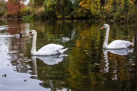 Swans Water Autumn Free Photo On Pixabay Pixabay