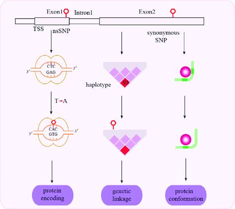 Schematic Representation Of Mechanisms Associated With Exonal Snps And