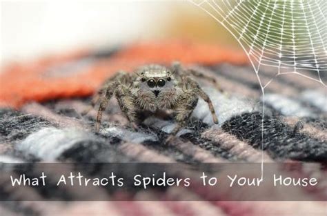 What Attracts Spiders To Your House Panther Pest Control
