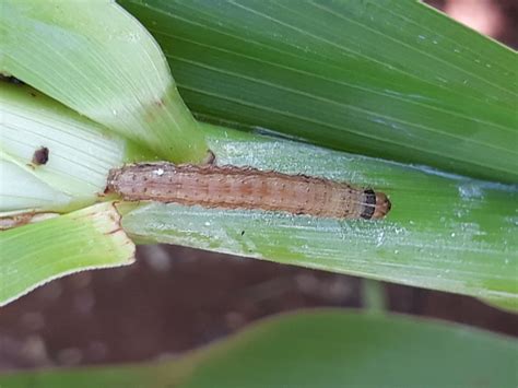 Spodoptera Frugiperda Fall Armyworm Plantwiseplus Knowledge Bank