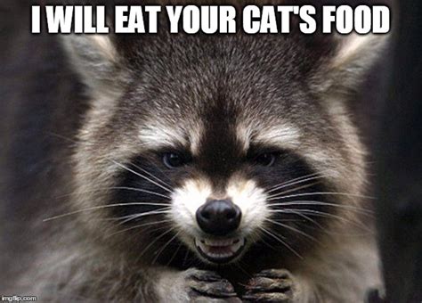Angry Raccoon Imgflip