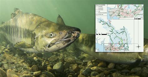 Quantifying Lost Habitat For Pacific Salmon In The Lower Fraser Raincoast