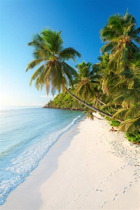 Pristine Beach In Seychelles Stock Photo Image Of Digue Ocean 116881936