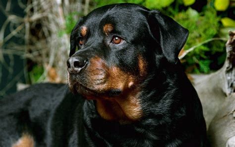 Rottweiler Screensavers And Wallpaper 47 Images