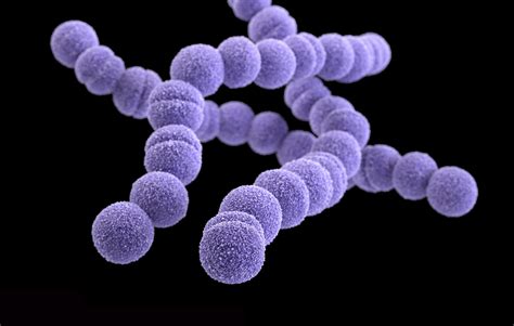 Researchers Create New Combination Vaccine To Fight Streptococcus A
