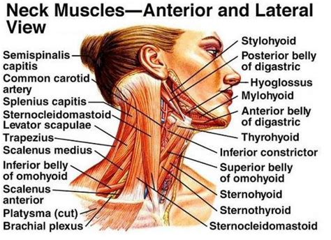 Muscle Neck Diagram Blank Labels Google Search Neck Muscle Anatomy