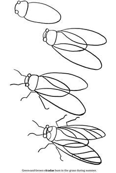 13 ideeën over Insecten tekenen tekenen, insecten, dieren tekenen
