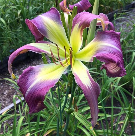 Daylilies Plant Care And Collection Of Varieties