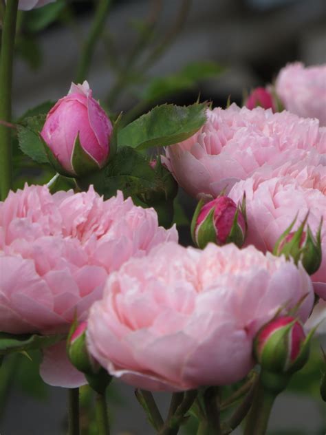 50 Best David Austin Roses Beautiful Flowers Flowers Pink Garden