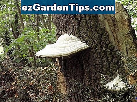 Comment identifier les champignons qui poussent sur le fumier de cheval 🌱 Conseils Jardiniers ...
