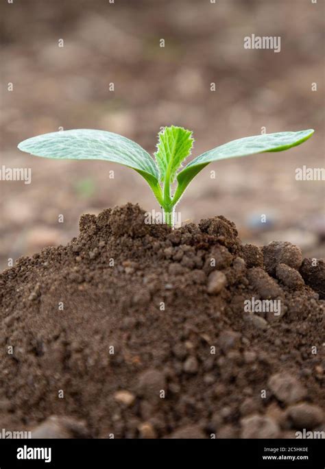 Mound Of Soil High Resolution Stock Photography And Images Alamy