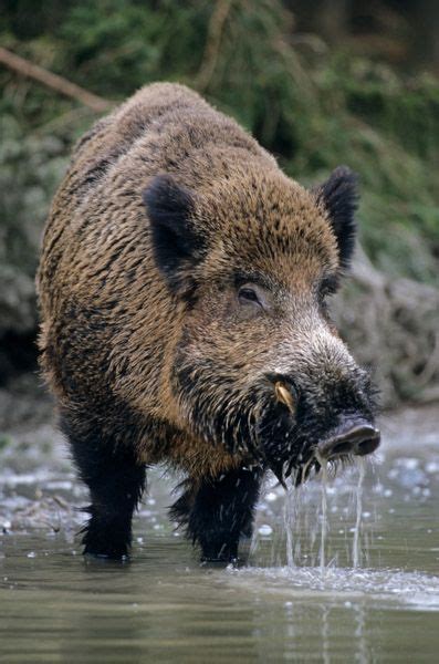 Wild Boar Hunting Pig Hunting Animals Of The World Animals And Pets