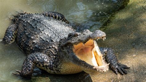 Znanstvenici iznenadili otkrićem: Drevni krokodili šetali su na stražnjim nogama, poput dinosaura