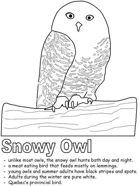 Arctic animals coloring pages for preschoolers. Snowy Owl coloring page