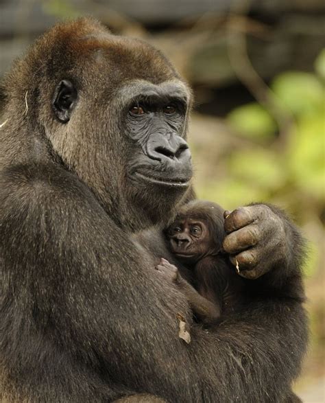 Mother And Baby Animals Photography Moments Animal Mother And Baby