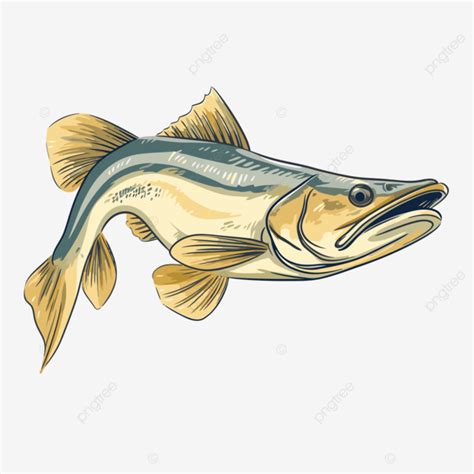 Snook Clipart Cartoonlike Illustration Of A Striped Bass Vector Snook