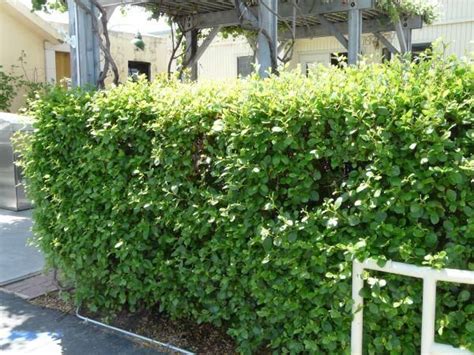 Check spelling or type a new query. 50 best Drought-Tolerant Hedge Ideas images on Pinterest ...