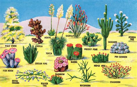 Desert Plants Named Desert Plants Desert Landscaping Desert Cactus