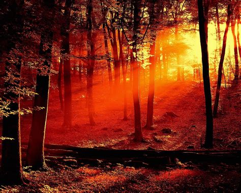 Beautifull Sunset In The Forest Wallpaper Other Wallpaper Better