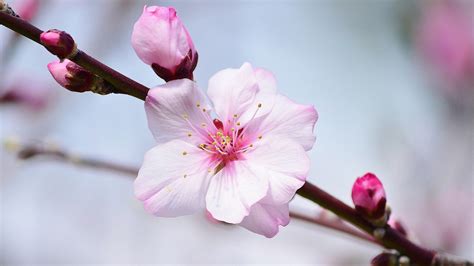 Fond Décran Aliments Branche Fleur De Cerisier Rose Printemps